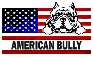 American Bully3