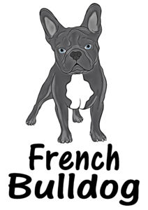 French bulldog - szürke