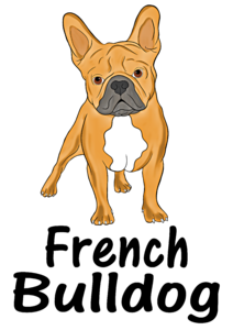 French bulldog - barna